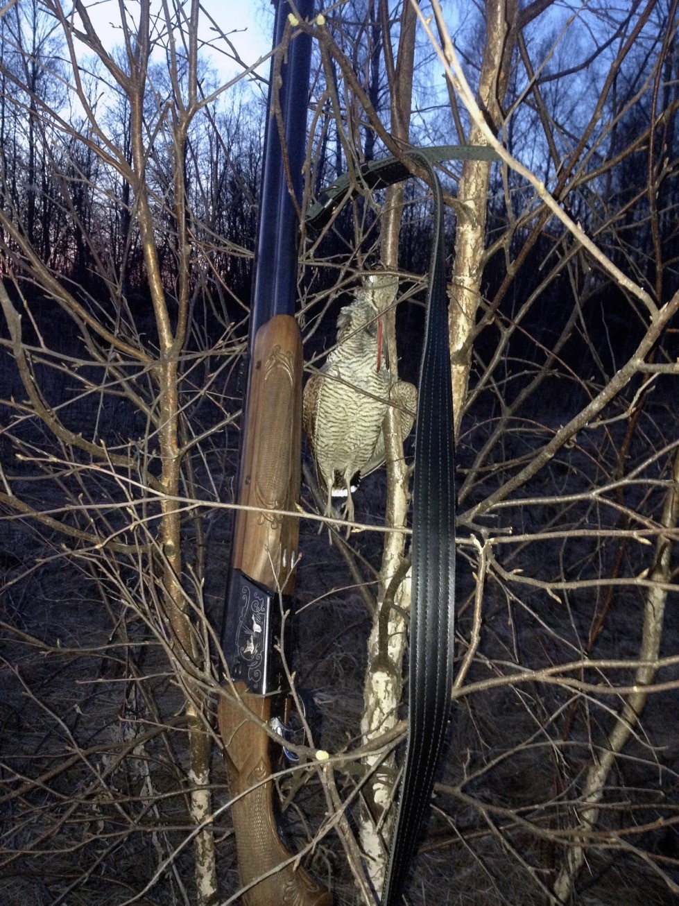 Добытый на охоте вальдшнеп